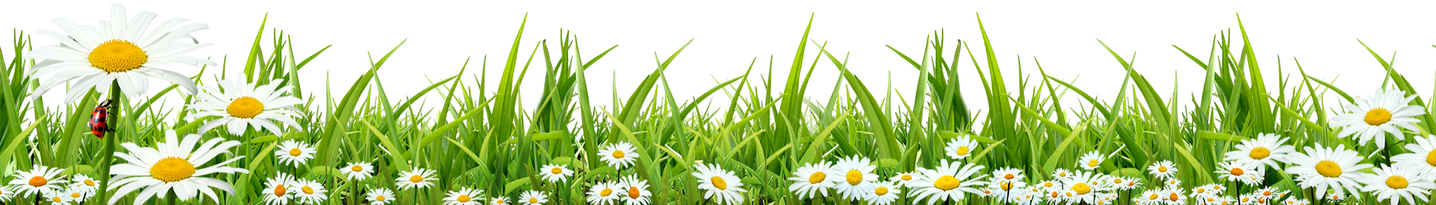 transparent png of grass